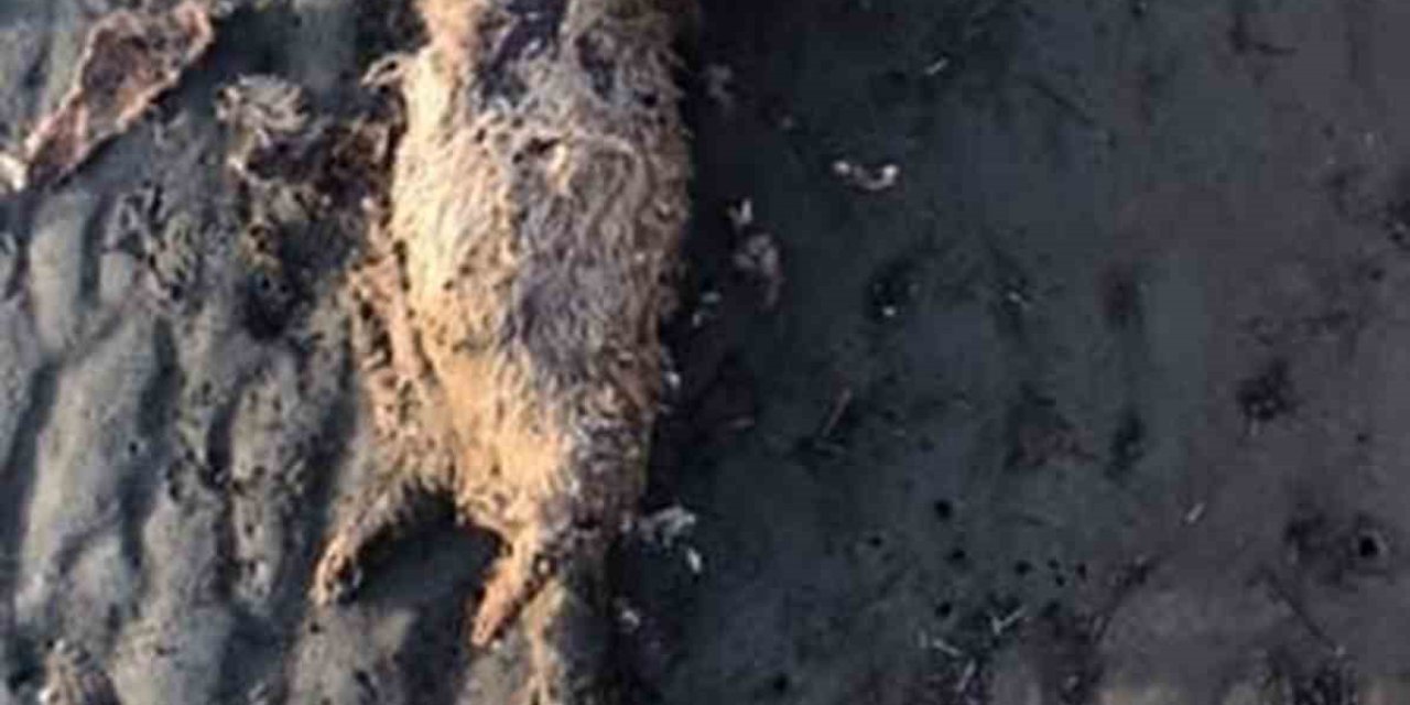 Nesli tehlike altında olan su samuru sahilde ölü bulundu