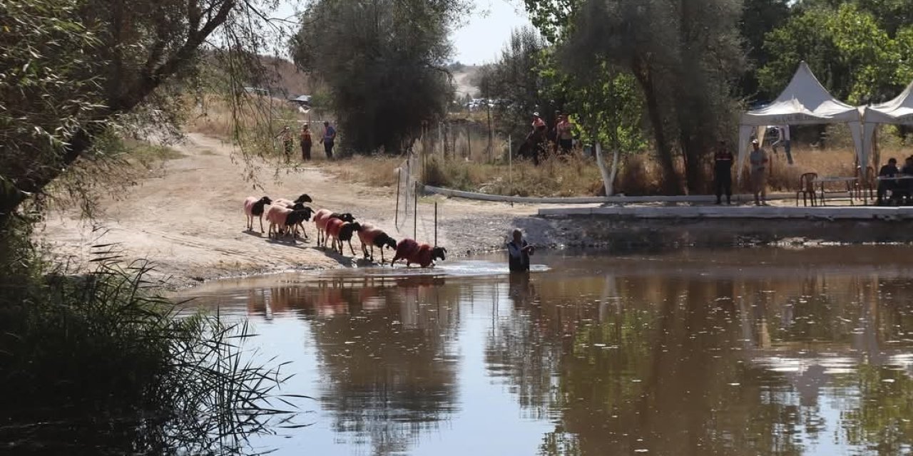 Kınalı koçlar bu yıl sudan daha erken karşıya geçecek