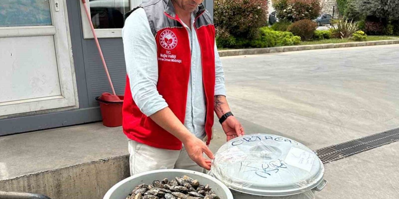 Otobüsün bagajında çöp kovasında taşınan 100 kilo midyeye el konuldu