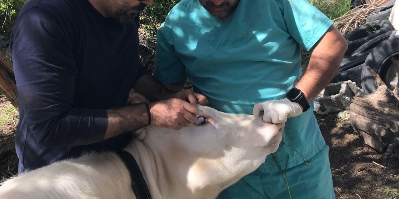 Ortaca Okçular Mahallesi’nde Brucella aşılaması gerçekleştirildi