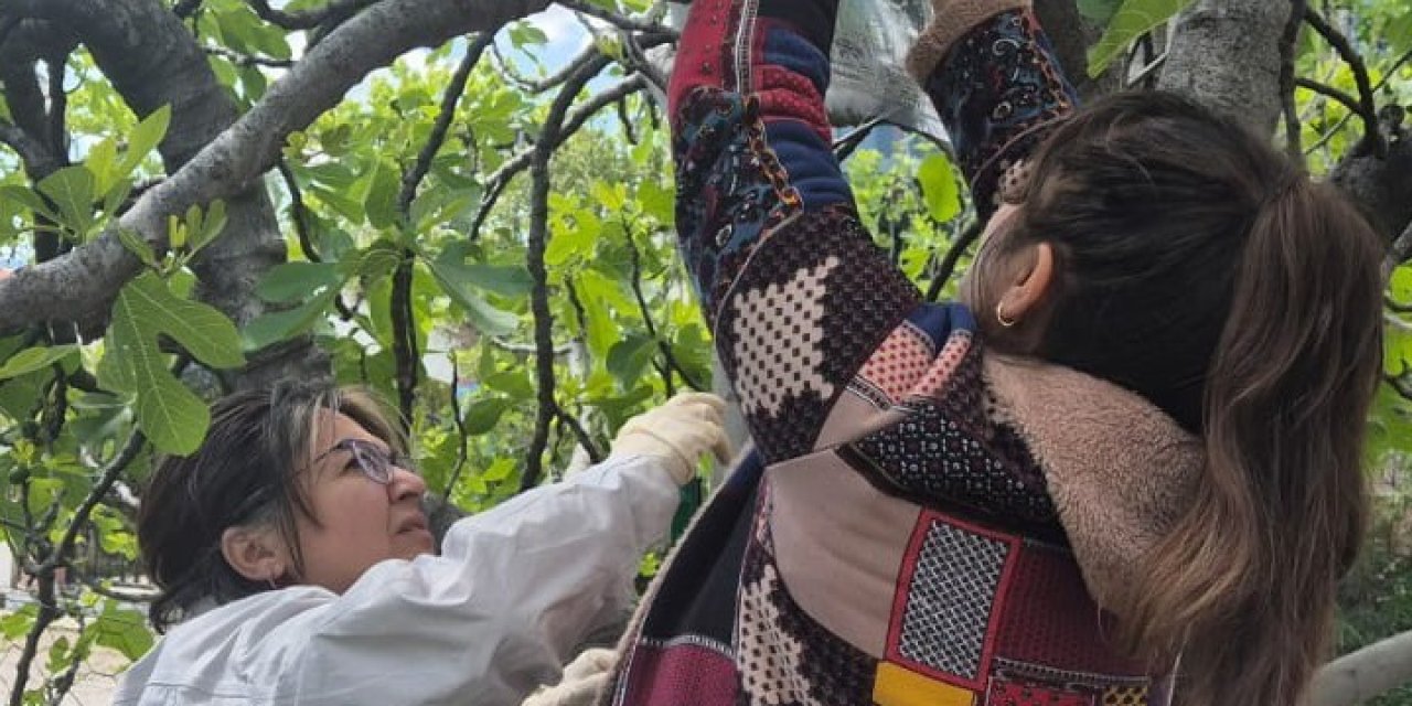 Ortaca’da Kahverengi Kokarca’ya karşı tuzaklı takip başladı