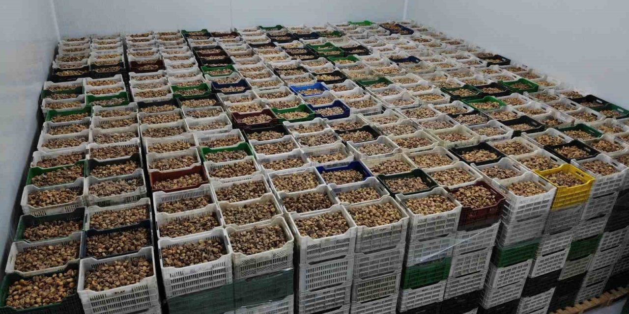 Kuru incir ihracatı yüzde 28 büyüdü