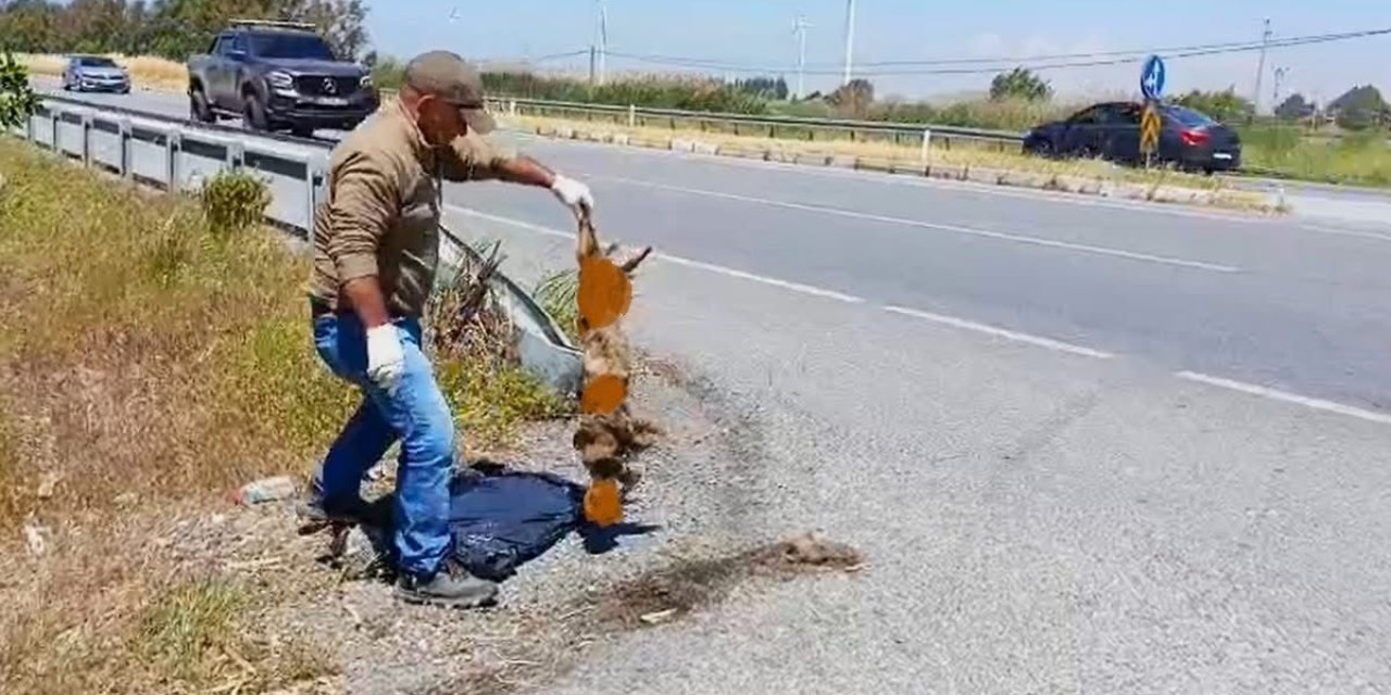 Başkan Sürücü: "Çok nadir ve önemli bir türü daha kaybettik"
