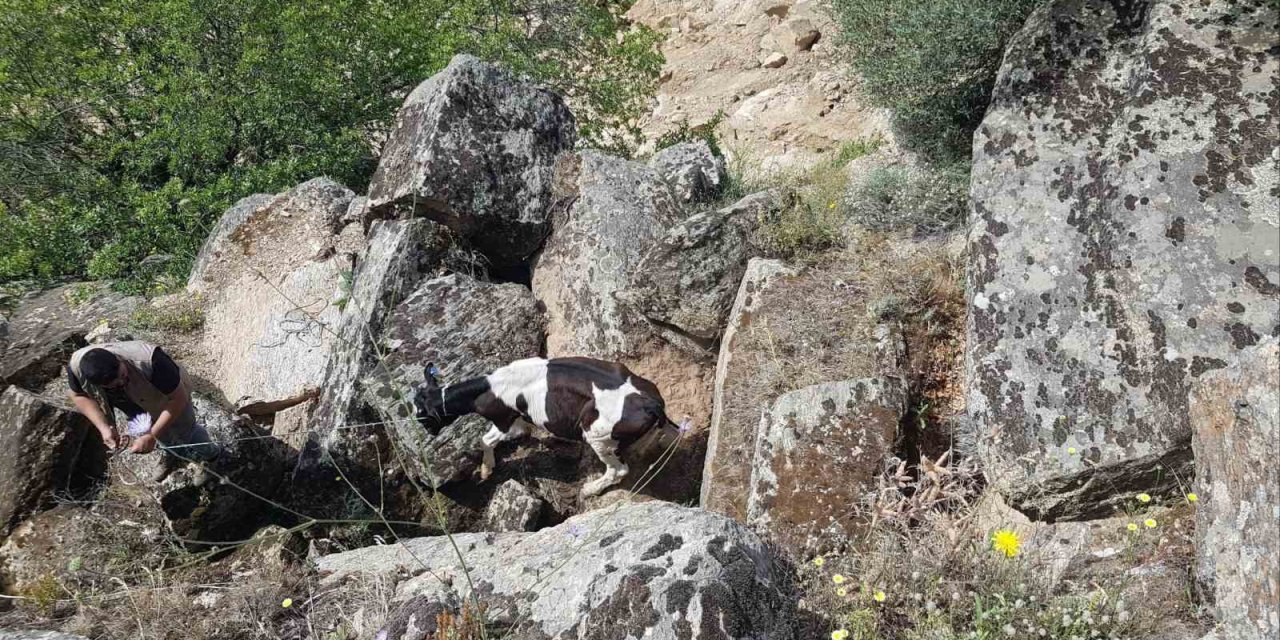 Kaybolan inekler, uçurumda bulundu