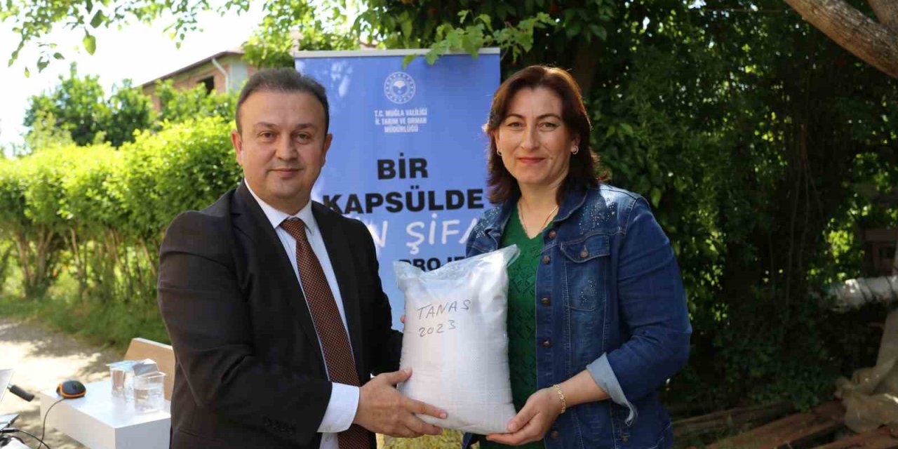 Köyceğizli üreticilere yerli Susam tohumu dağıtıldı