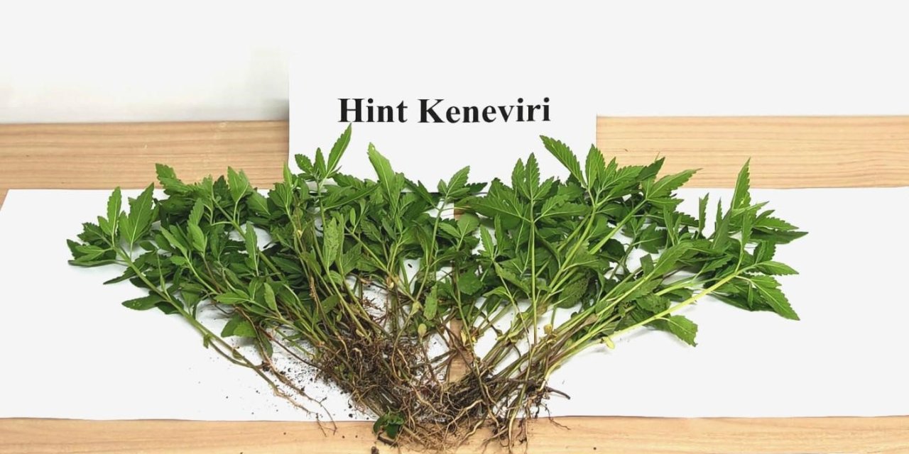 Sebze yetiştirir gibi kenevir yetiştirdi