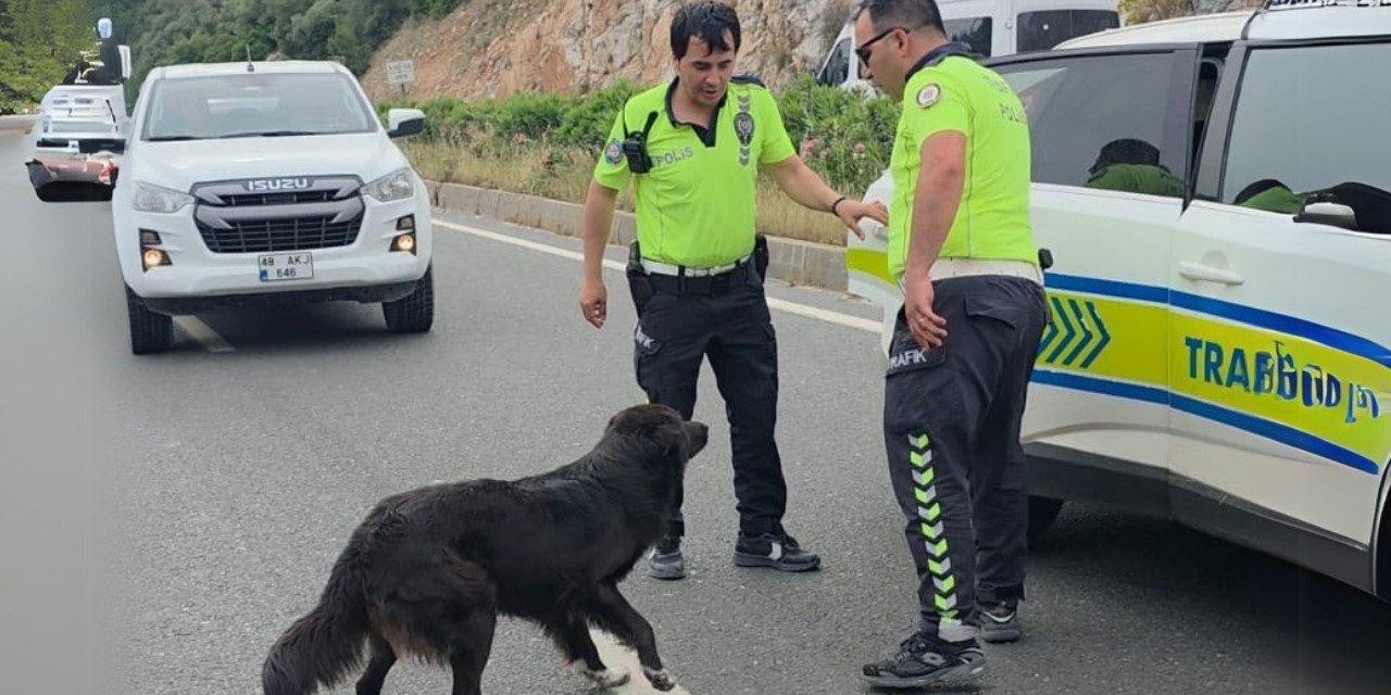 Zincirleme kazadan sonra yol ortasında kalan köpeğe polis sahip çıktı