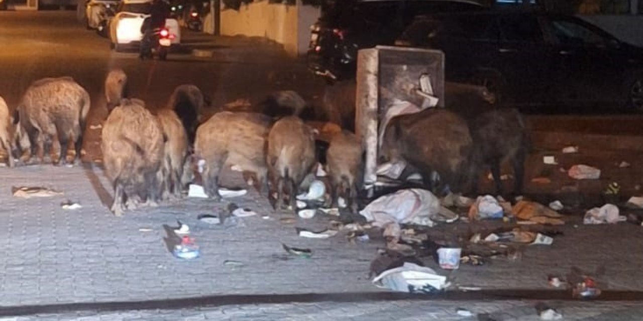 Belediyenin çöpleri zamanında toplamadığı Marmaris’te yaban domuzu istilası yaşanıyor