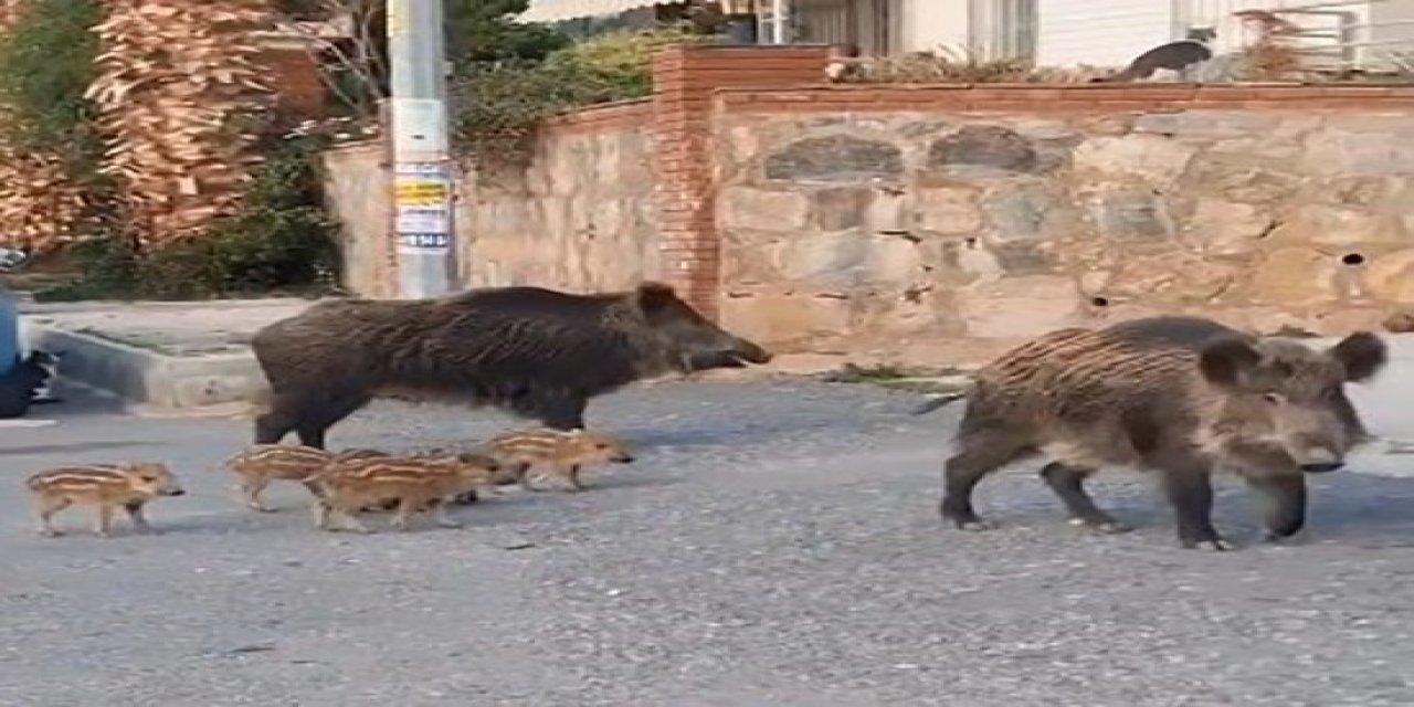 Doğa koruma ekipleri yaban domuzları için harekete geçti