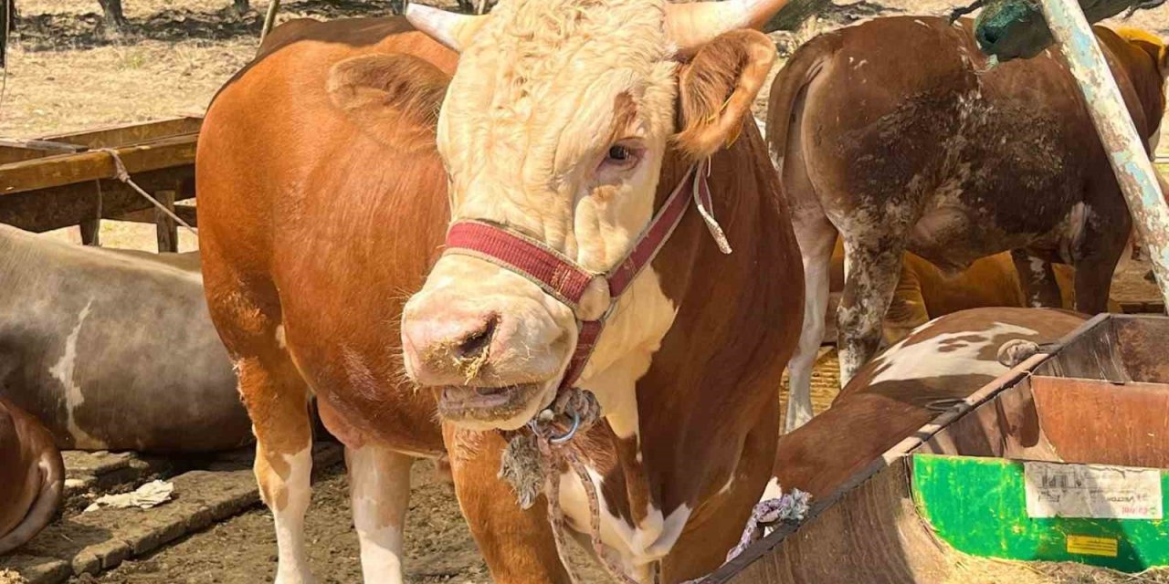 Aliağa’da kurbanlık kesim fiyatları belli oldu