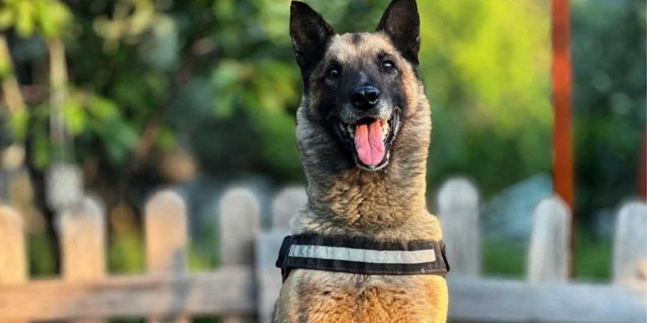 Kuşadası’nın kahraman köpeği ‘Bob’ hayatını kaybetti