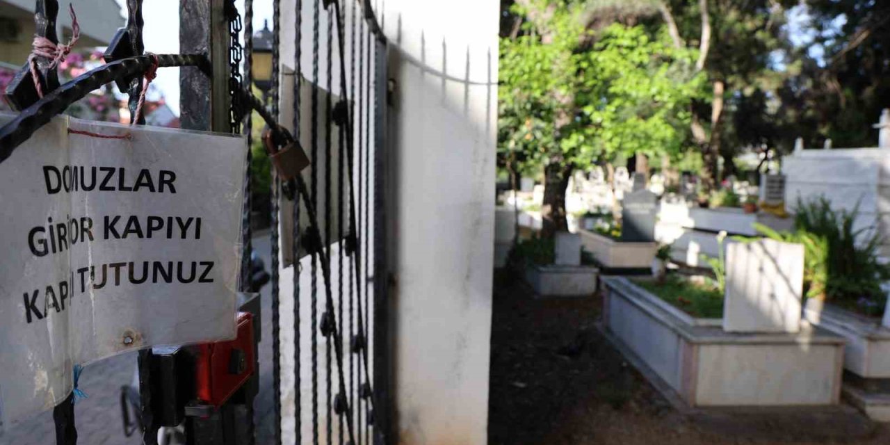 Marmaris’te vatandaşı canından bezdiren domuzlar, şimdi de mezarları tahrip etmeye başladı