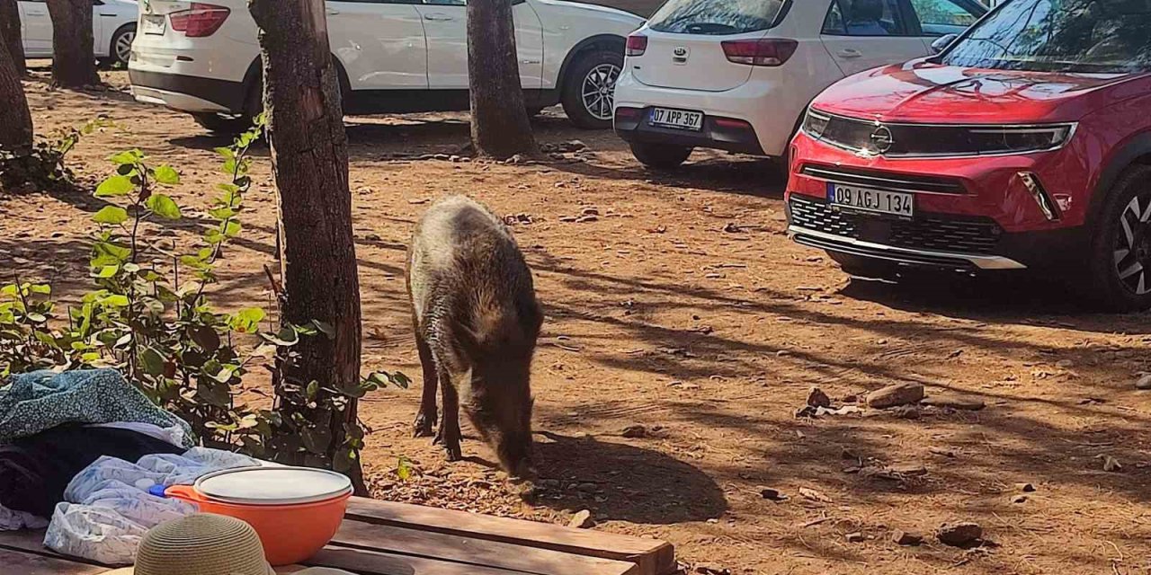 Aydın’da sıra dışı olay: Tatilci kadının çantasını yaban domuzları kaçırdı