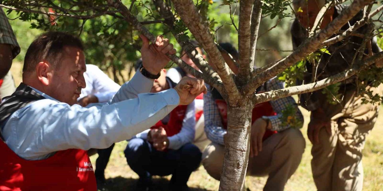 Muğla’da sakız hasadı gerçekleştirildi