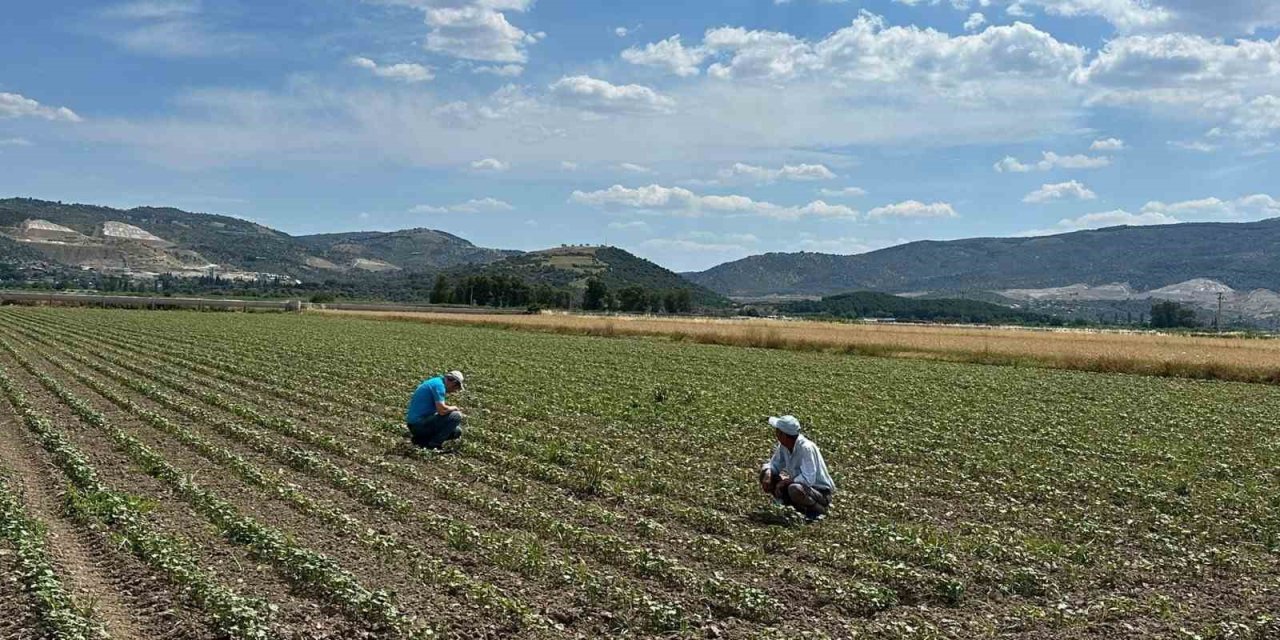 Pamuk üreticilerine "mücadele" çağrısı