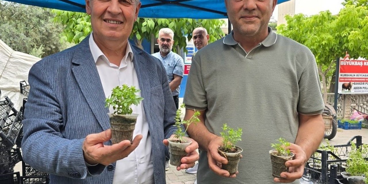 Doğal sivrisinek kovar fesleğenler yoğun ilgi gördü