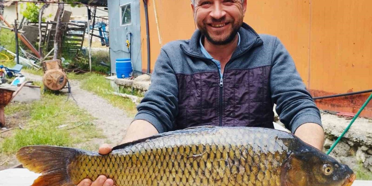 Tarlada 7 kiloluk sazan yakaladı