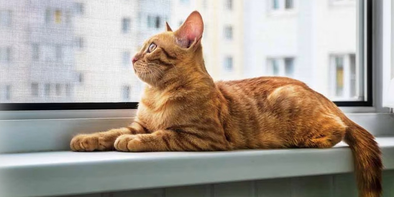 Ankara’da kedi sinekliği evcil dostlarınız için gerçekten gerekli mi?