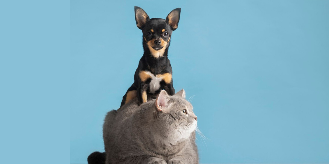 Kedi köpek vitaminleri evcil dostların gerçekten ihtiyacı mı?
