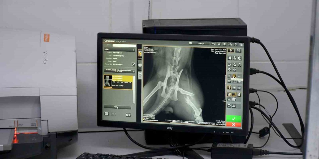 Başkan Günel, 5’inci kattan düşen kediye yaşam umudu oldu
