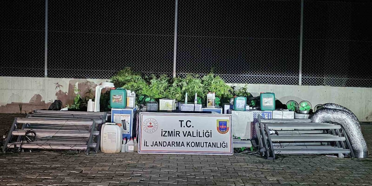 İzmir’de ’skunk’ operasyonu: 183 kök ele geçirildi