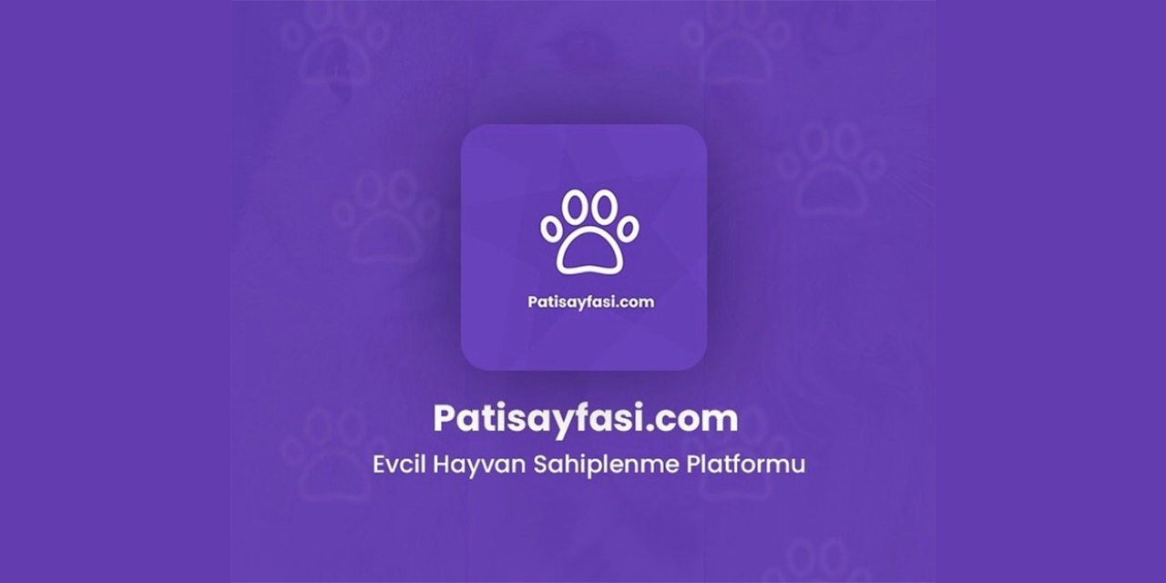 Border Collie hakkında her şey: Zeka, enerji ve sadakatin kusursuz dengesi