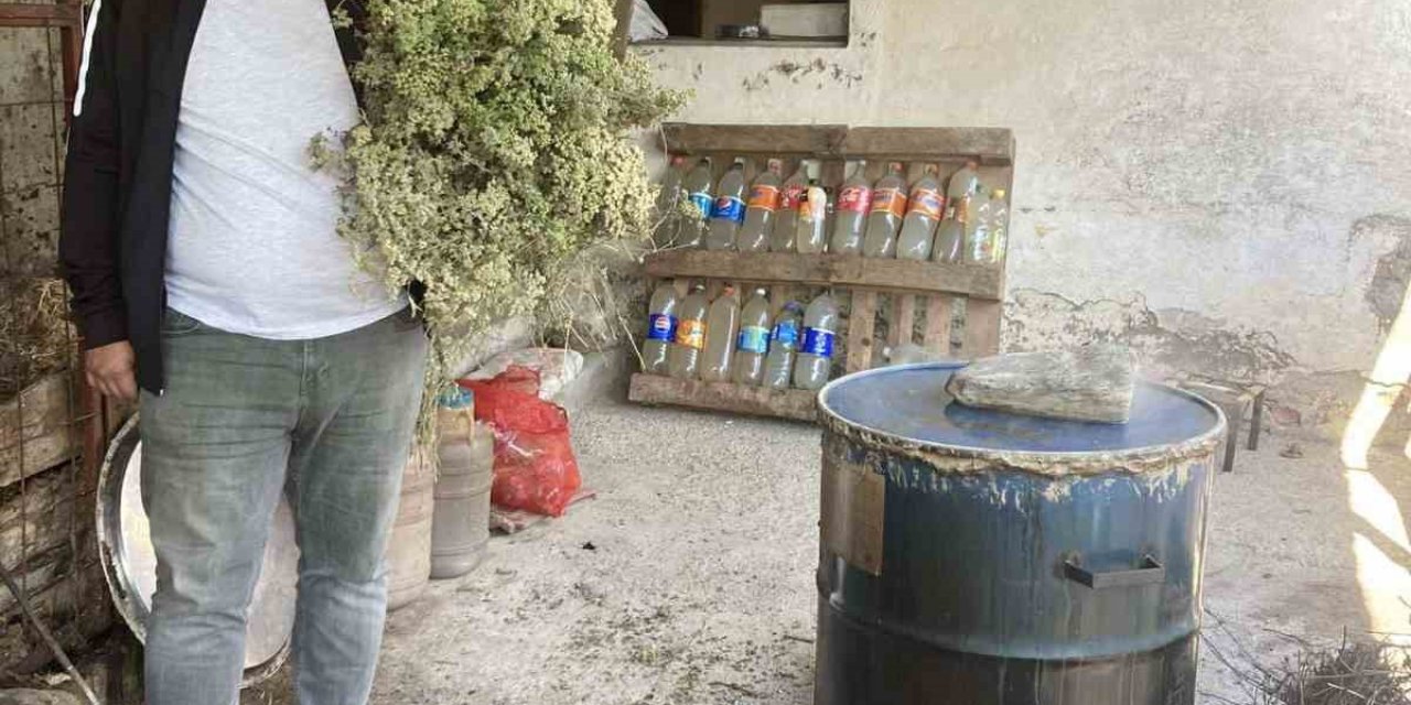 Aydın’da kekikler şifa için kaynatılmaya başlandı