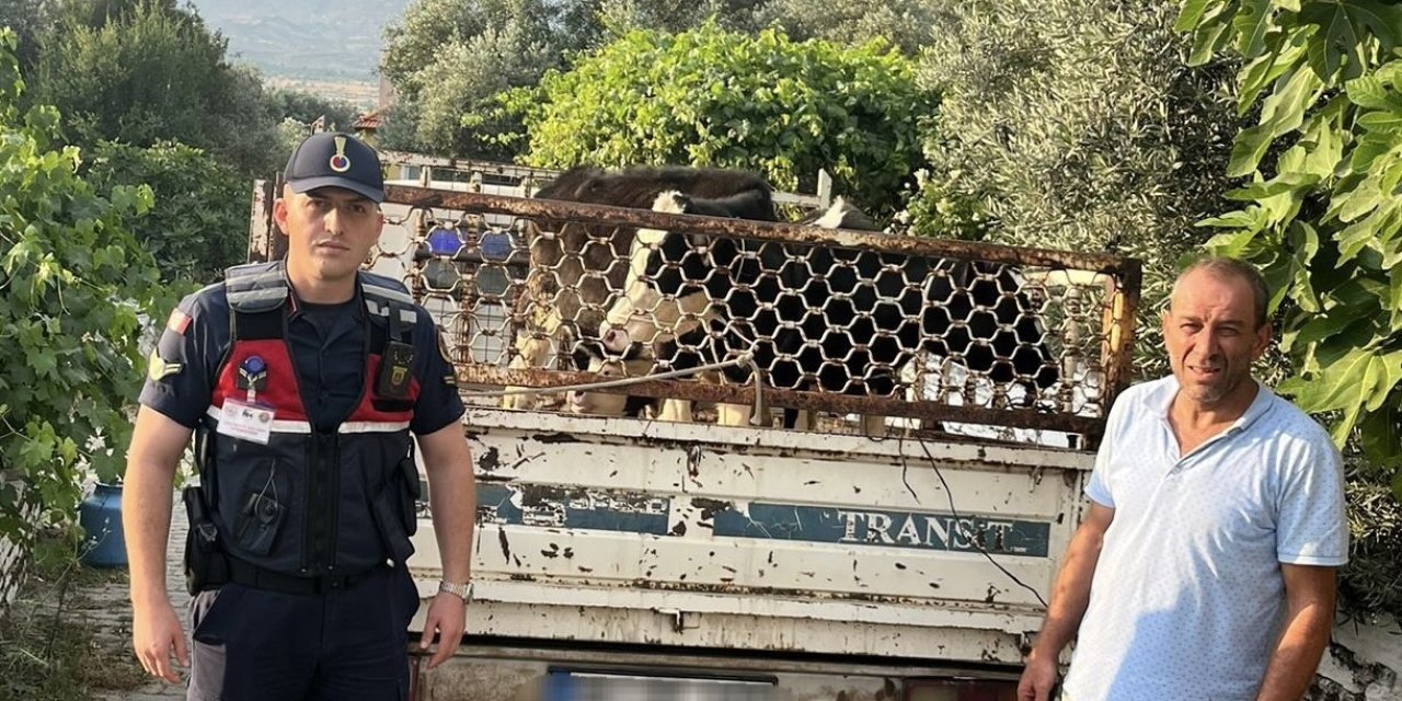 Hayvan hırsızı, jandarmadan kaçamadı