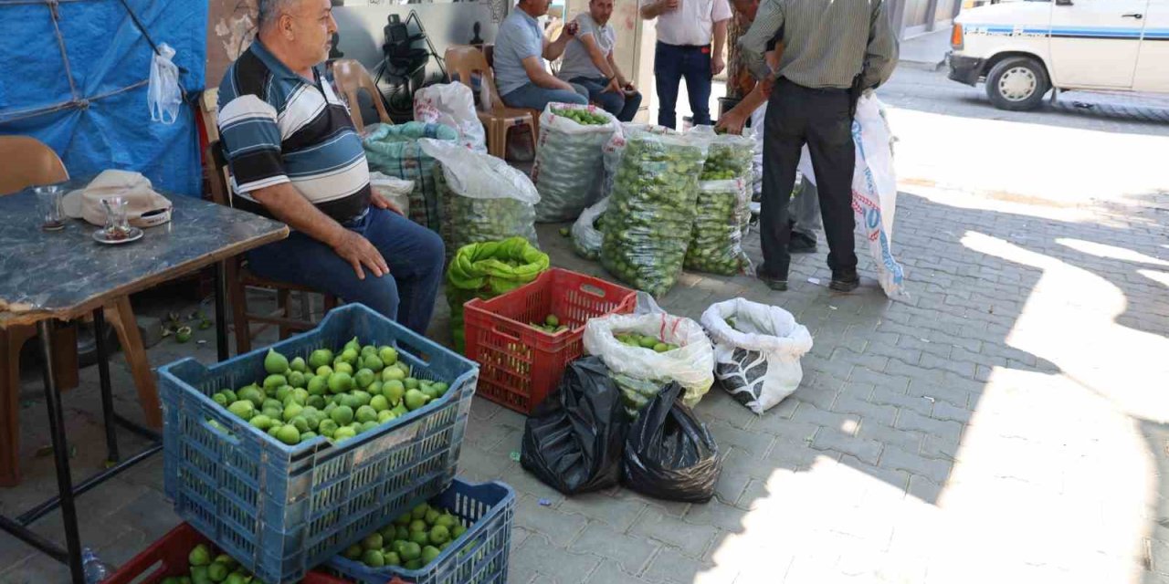 Aydın incirinde ’ilekleme’ sezonu başladı