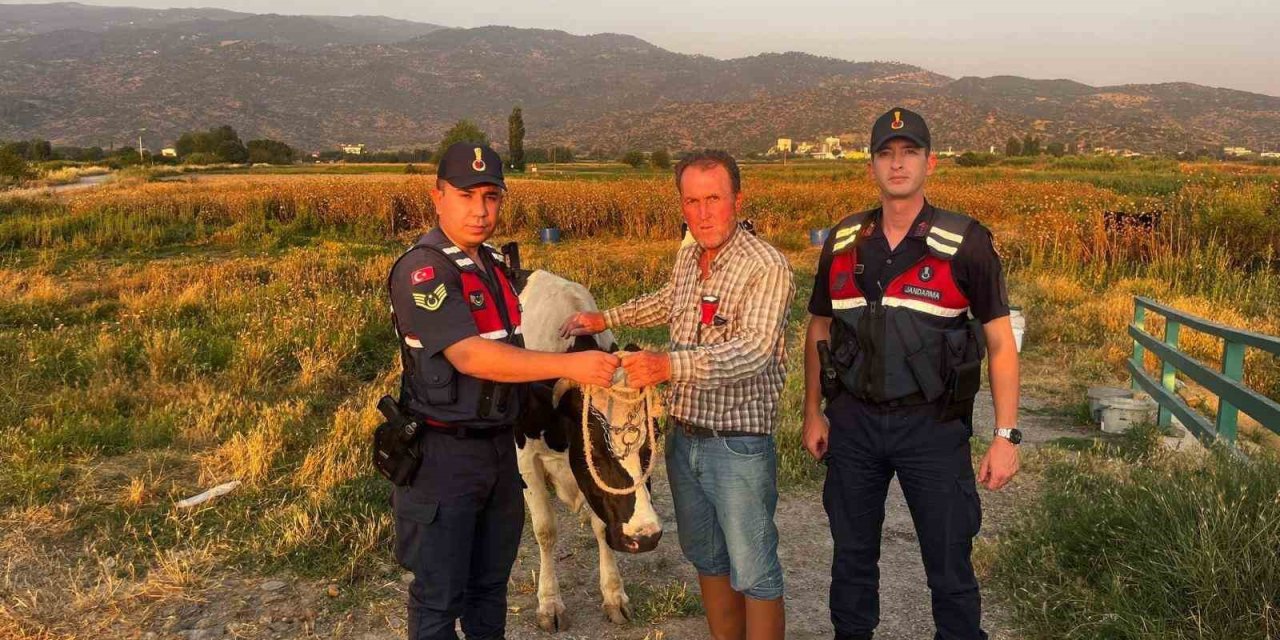 Çalınan hayvanı jandarma bularak sahibine teslim etti
