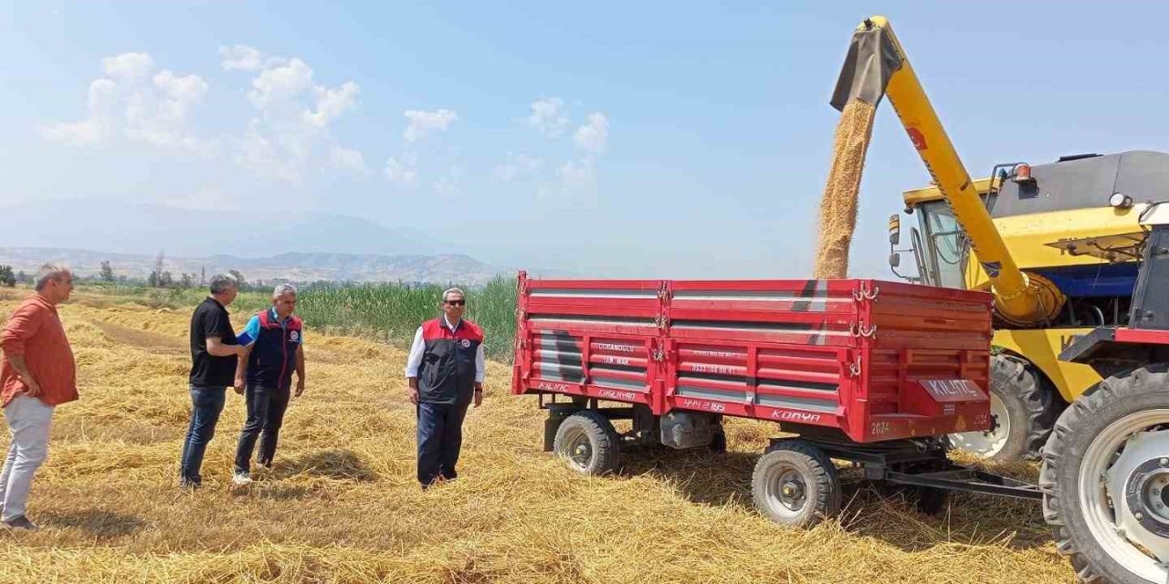 Denizli’de buğday hasadı başladı
