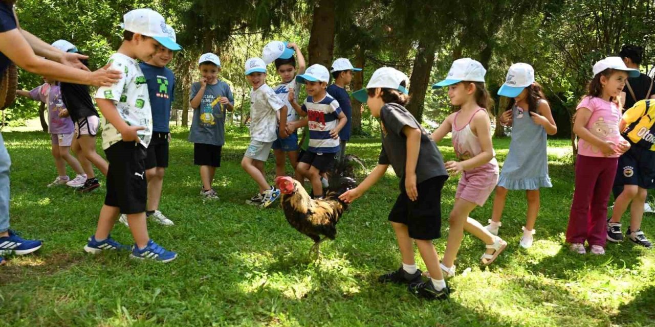Minik eller Denizli Horozu üretimini öğrendi