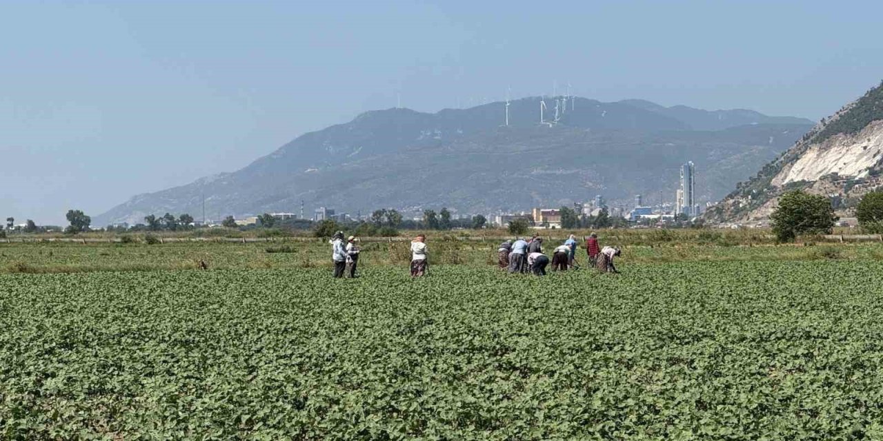 Germencik’in pamuklarında zararlılar kontrol altında