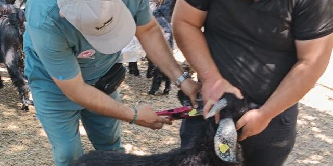 Nazilli’de küçükbaş hayvanlara veba ve çiçek aşısı yapıldı