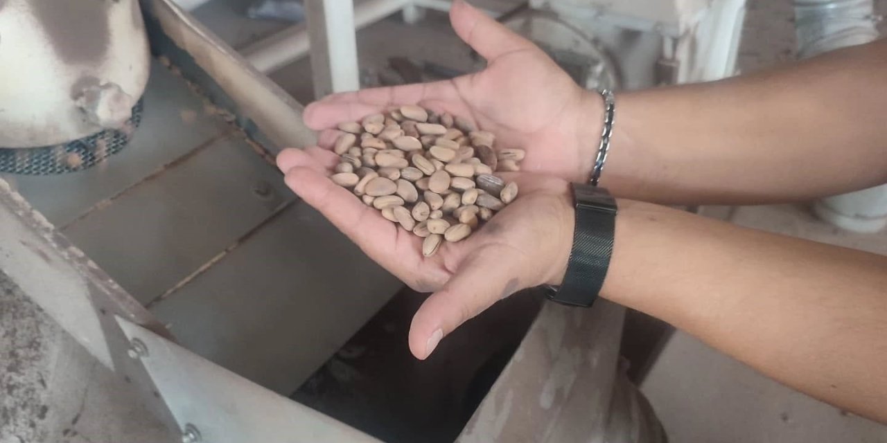 Aydın Çam Fıstığı dünya çapında güçleniyor