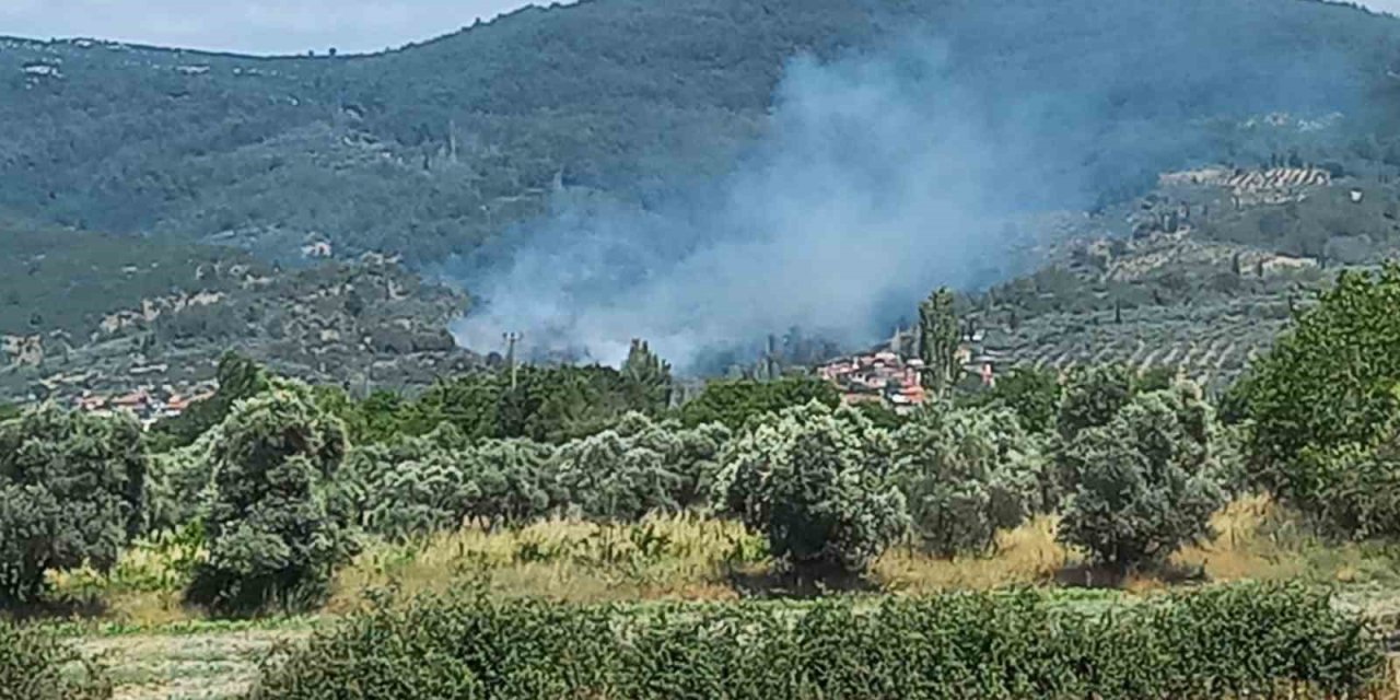Menteşe’de zeytinlik alanda yangın