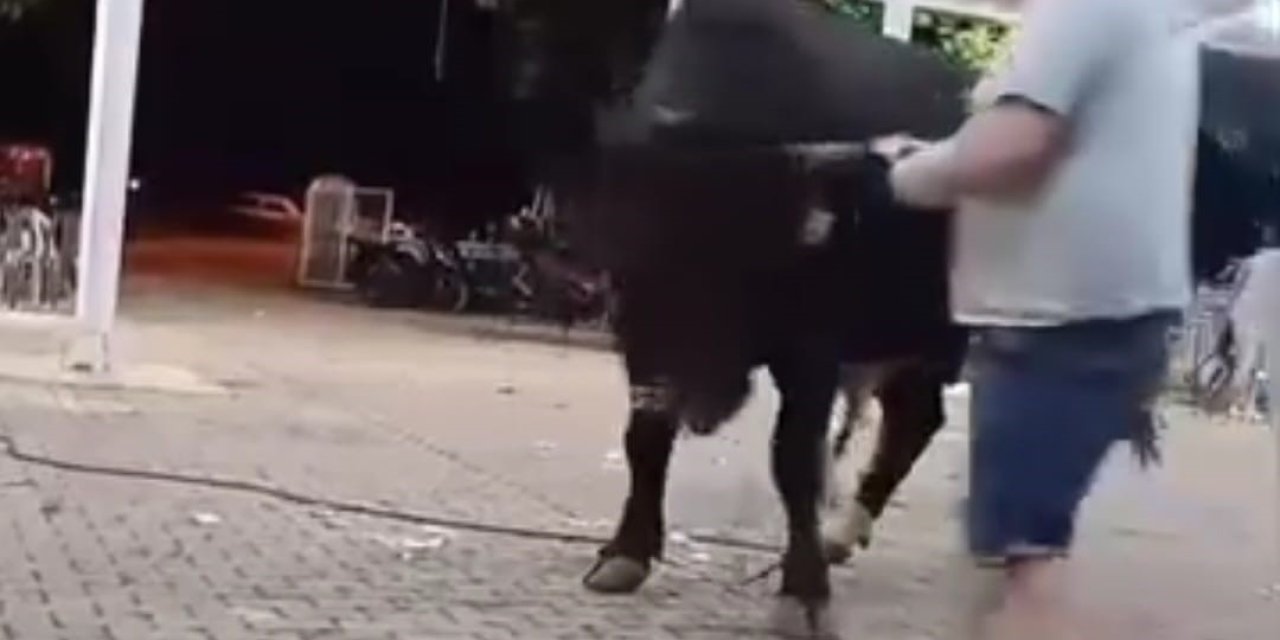 Tanıtımı yapılan boğaya para atarken boynuz darbesiyle yaralandı