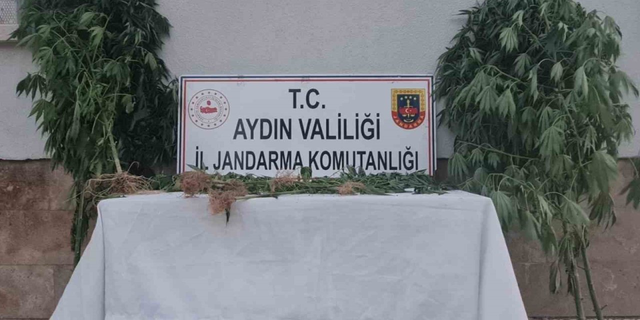 Aydın’da 28 kök kenevir ele geçirildi