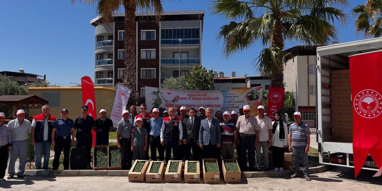 Buharkent’te domates fideleri üreticilere teslim edildi