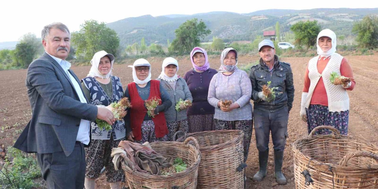 Beyağaç’ta tütün kırım ve biçerdöver ücretleri belirlendi
