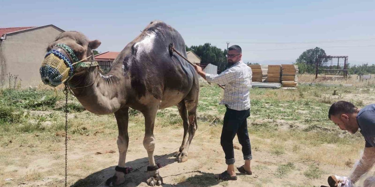 Buldan’da şampiyon deveye yaz bakımı