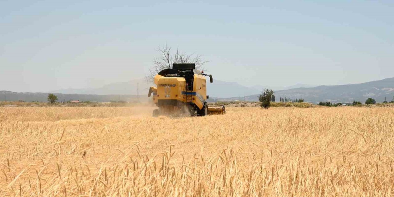 Denizli’nin hububat deposu Acıpayam’da arpa hasadı başladı