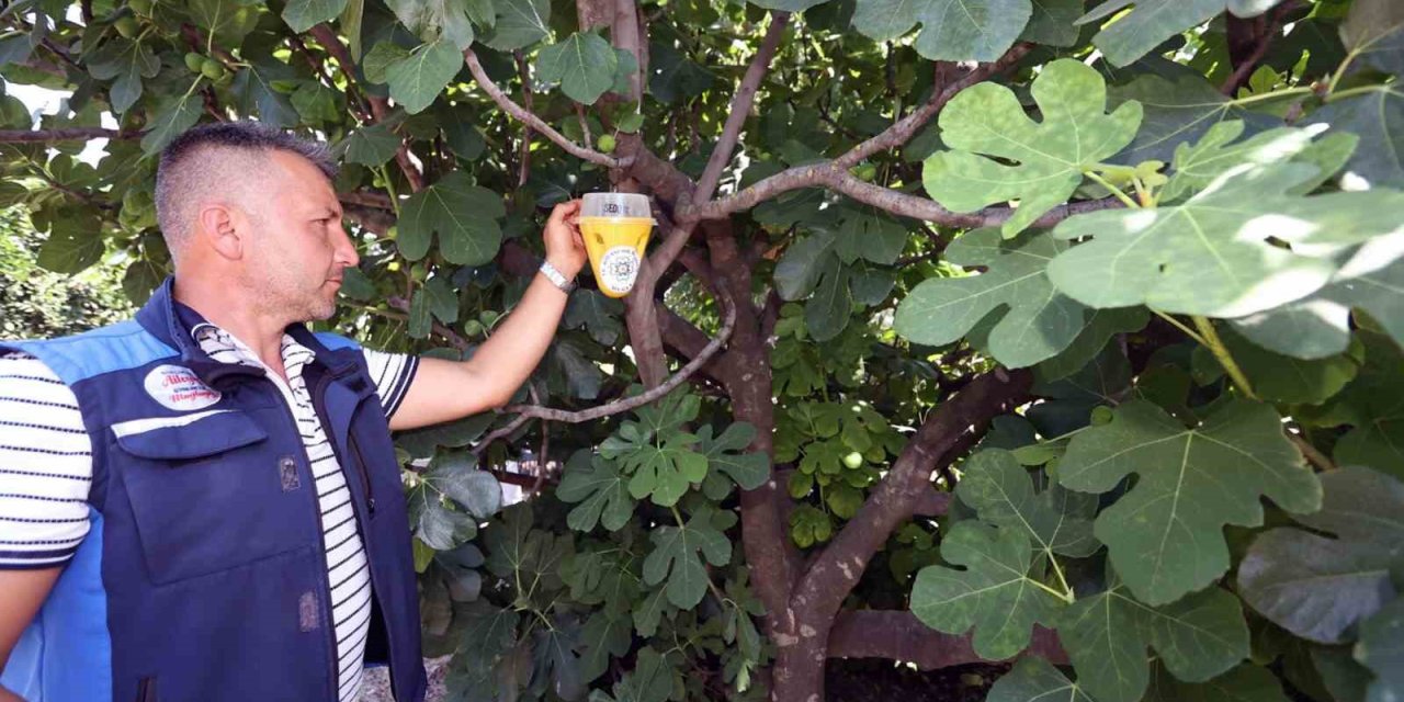 Akdeniz Meyve Sineği mücadelesi başladı