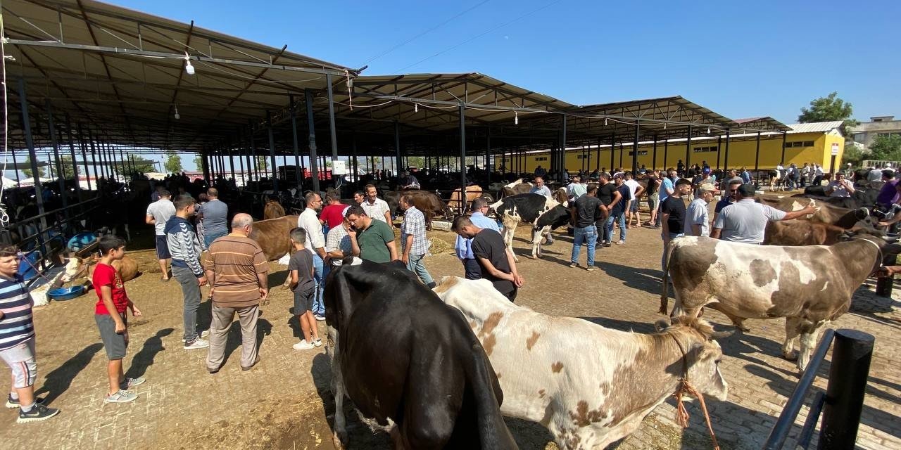 Aydın’da hayvan pazarları şap hastalığı tedbirleri kapsamında kapatıldı