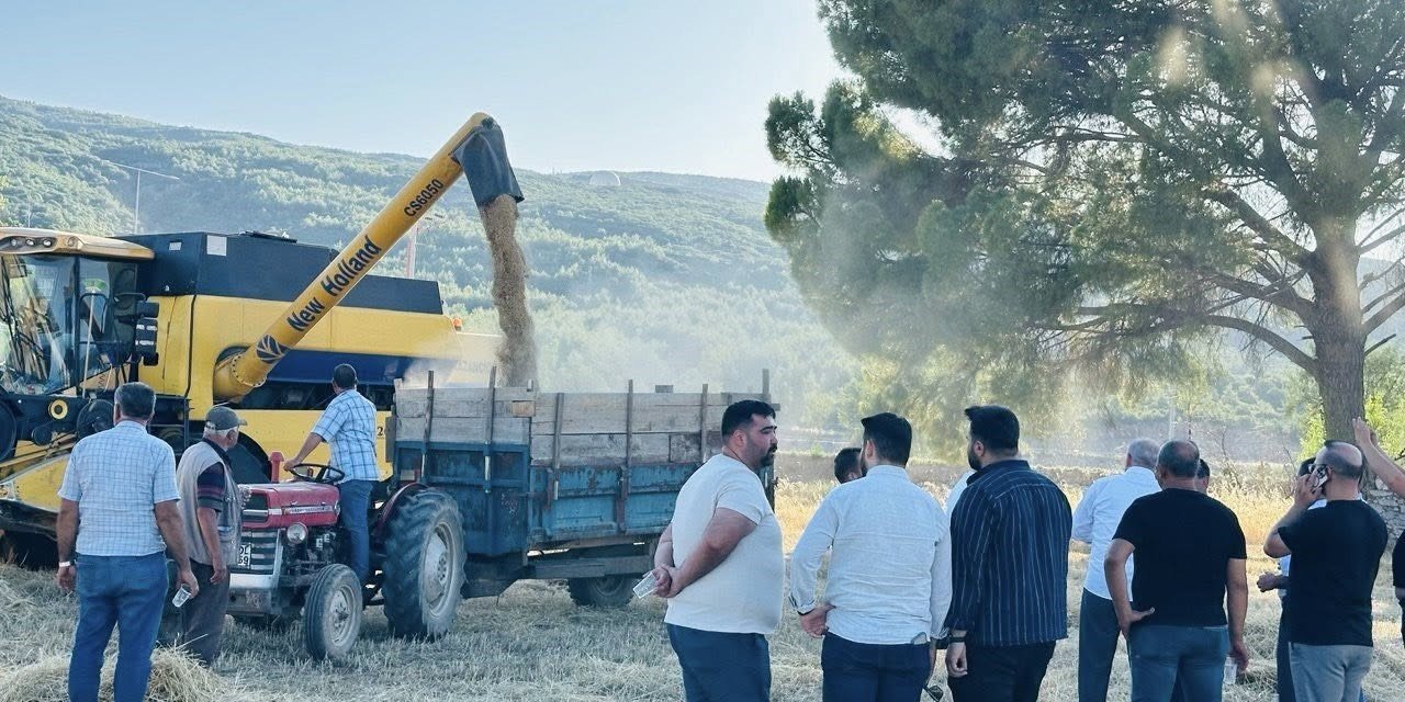 Menteşe’de buğday hasadında sona yaklaşıldı: 7 bin ton rekolte bekleniyor