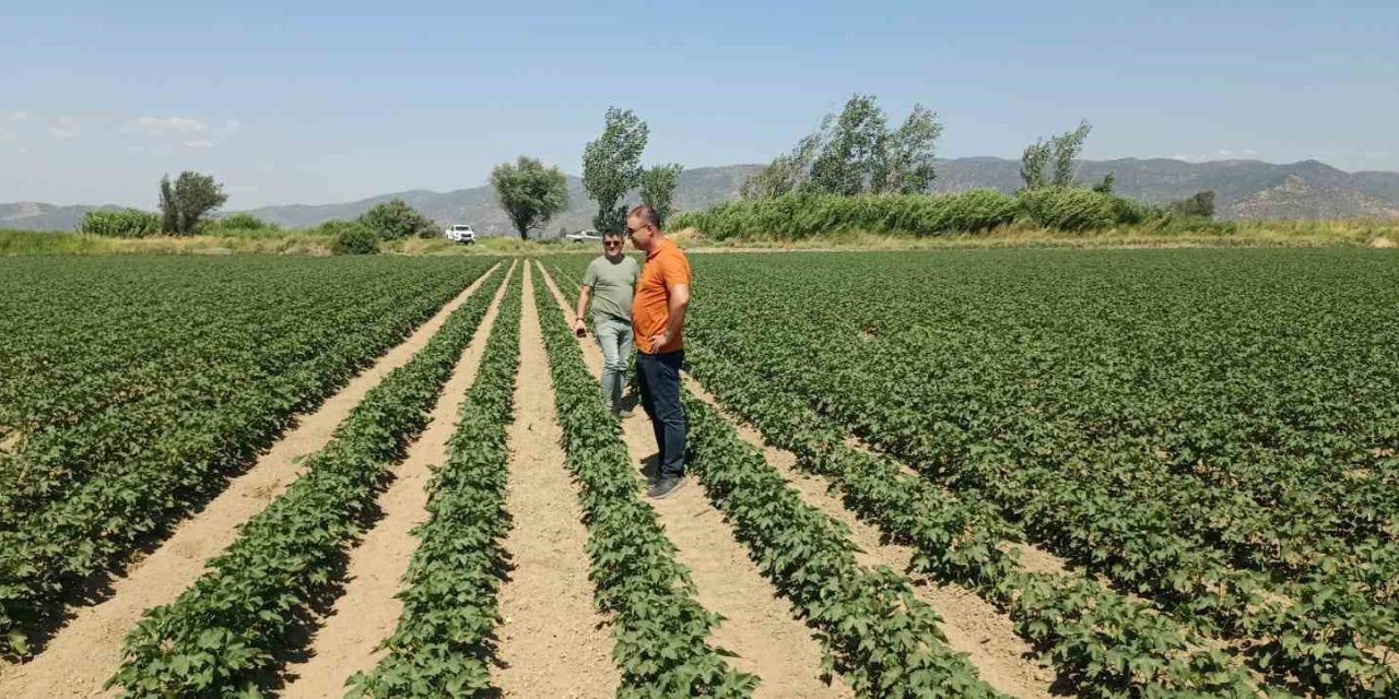 Söke’de ayçiçeği ve pamuk tarlaları incelendi