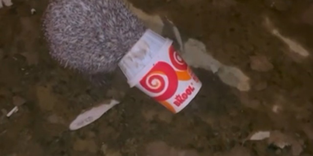 Dondurma kutusuna kafası sıkışan kirpiyi itfaiye kurtardı