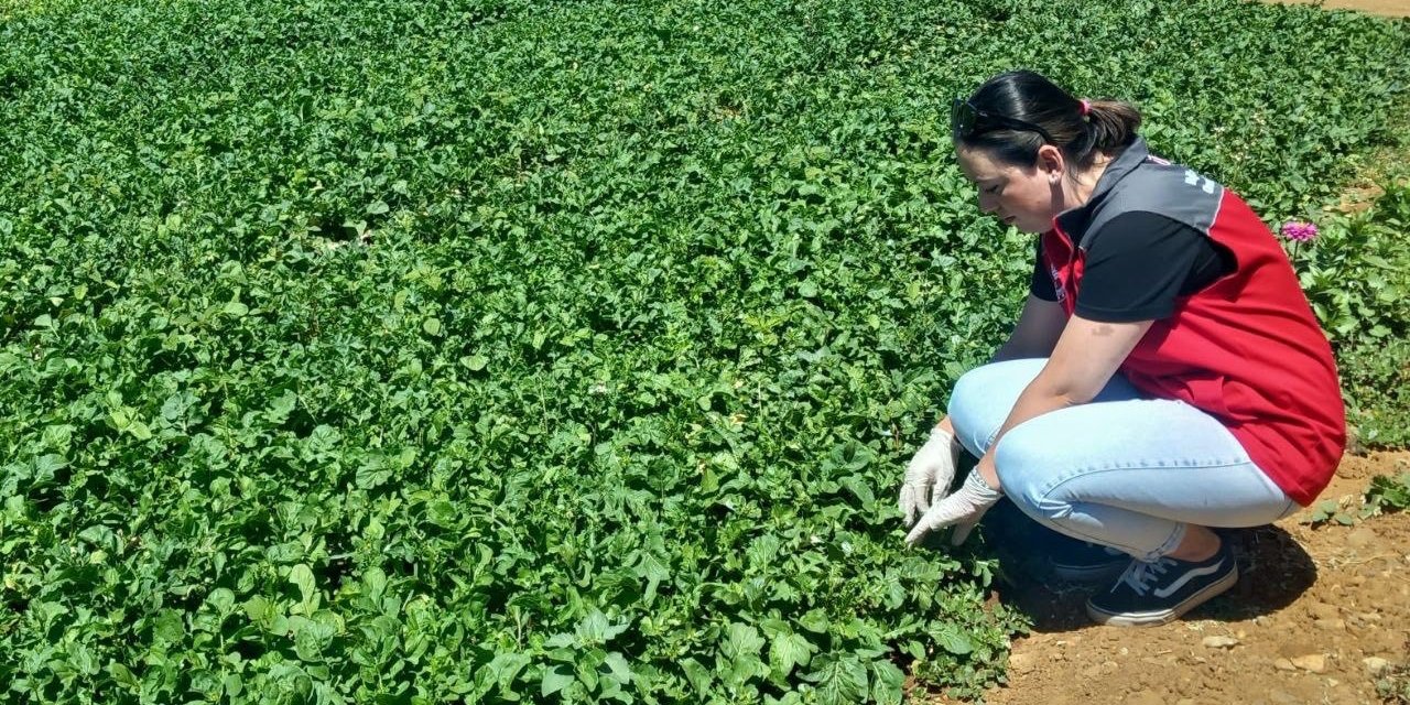 Doğanköy’de hasat öncesi numune alımları devam ediyor