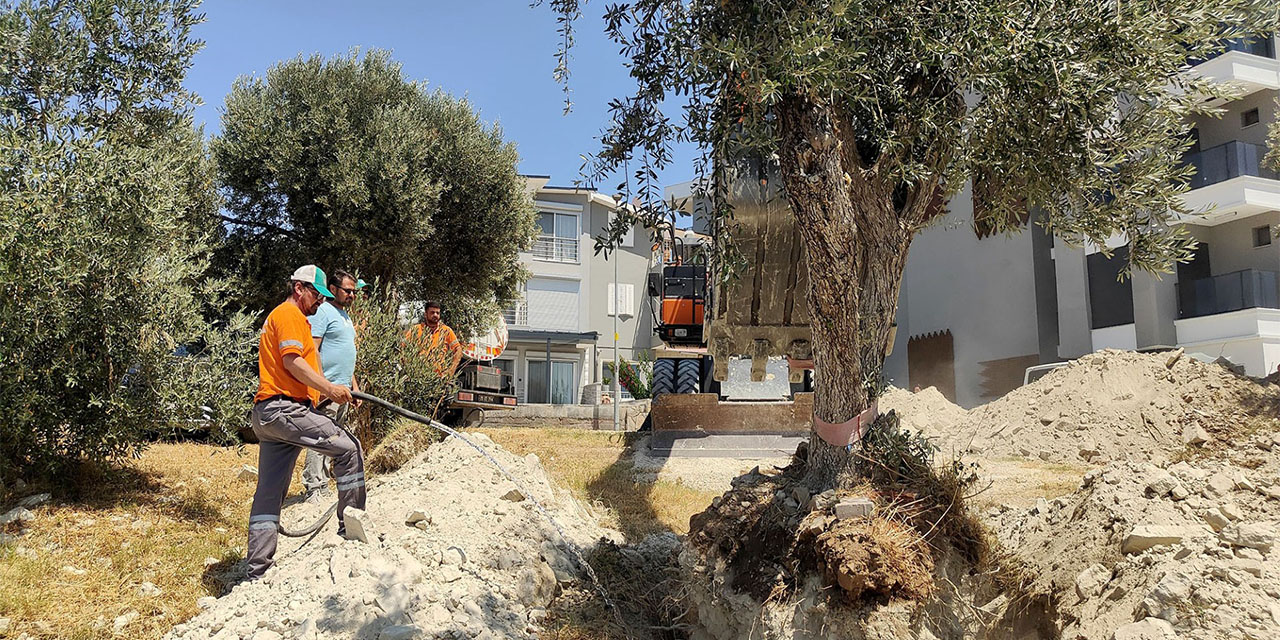 Kuşadası Belediyesi zeytin ağaçlarını yaşatıyor