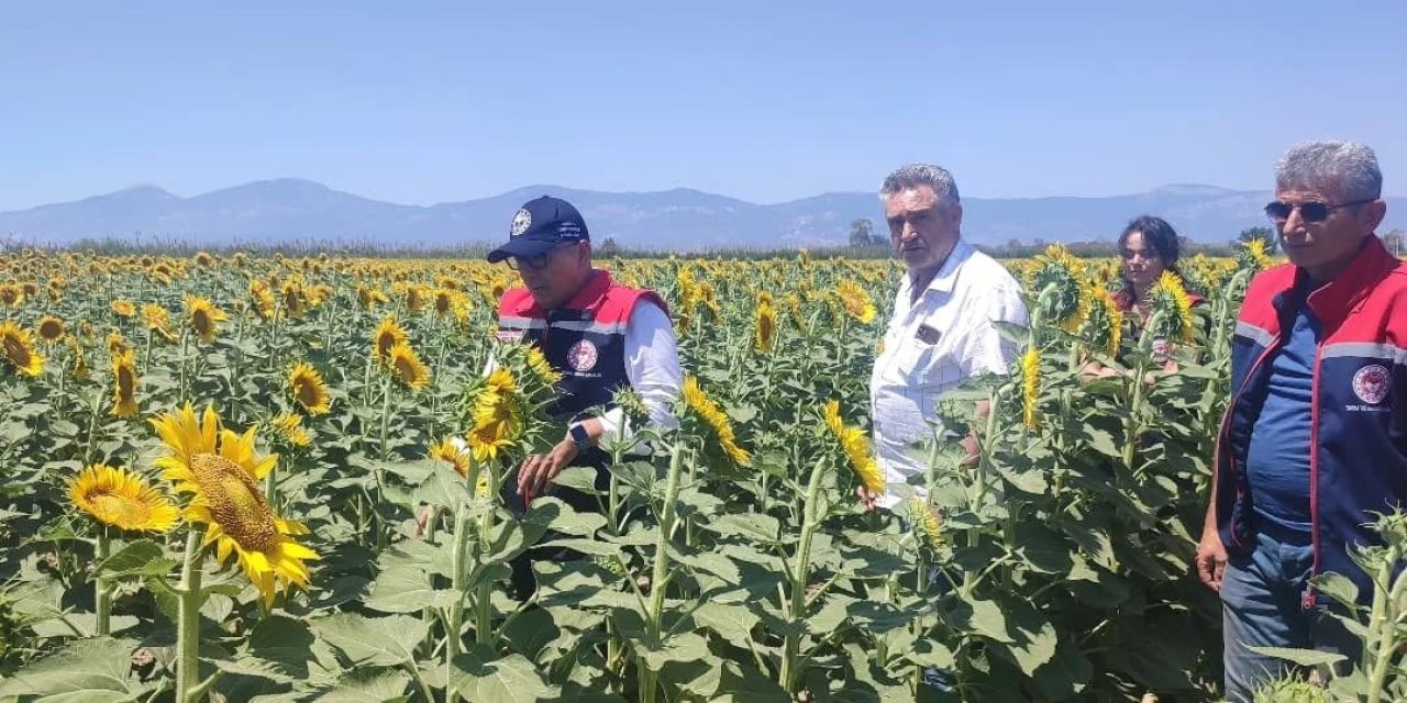 Aydın’da ayçiçeği ekim alanları artıyor